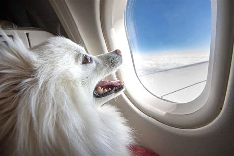 How Much Does It Cost To Fly A Dog: What You Need ...